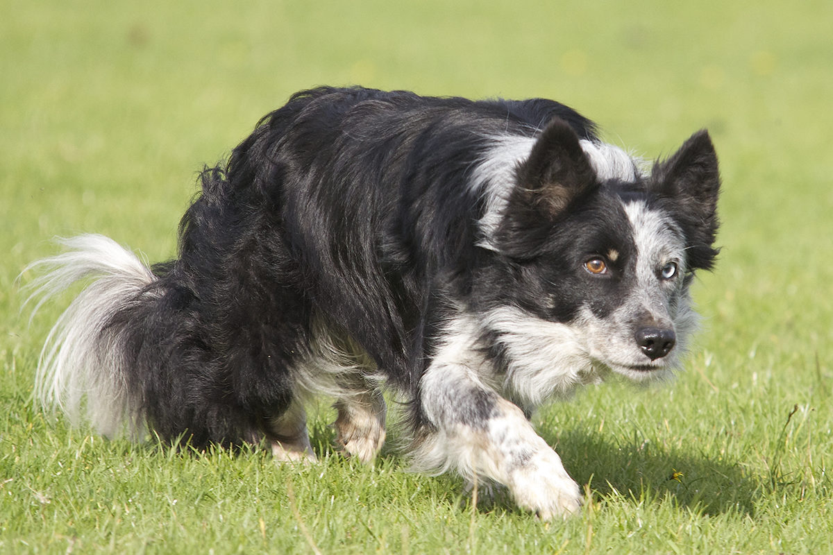 Mainline Border Collie Centre – Border Collie & Dog Training