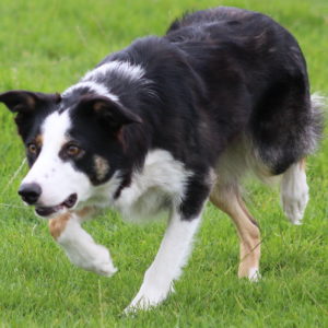 how to educate a border collie – OnlyFresh UK